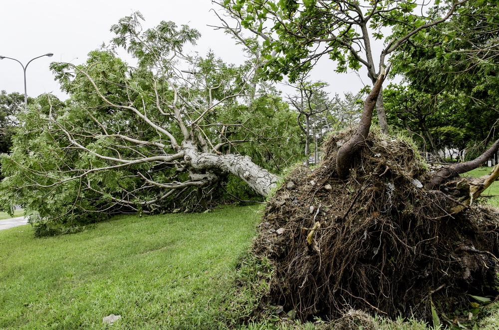 One killed, five injured from a wedding party when a tree fell